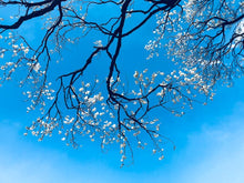 Load image into Gallery viewer, Creed Sublime Vanilla U Type